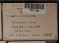 Lycogala epidendrum image